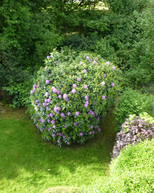 Rhododendron