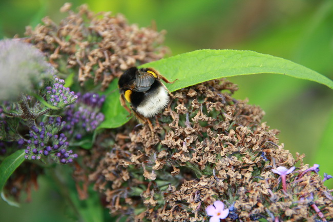 Sommerflieder