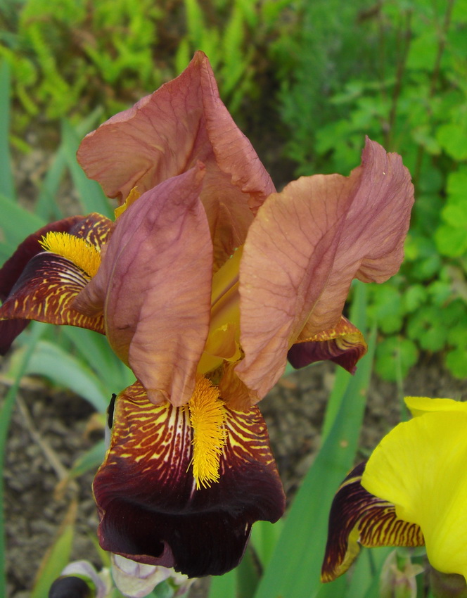 Iris