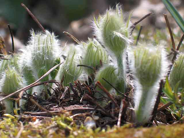 frühling