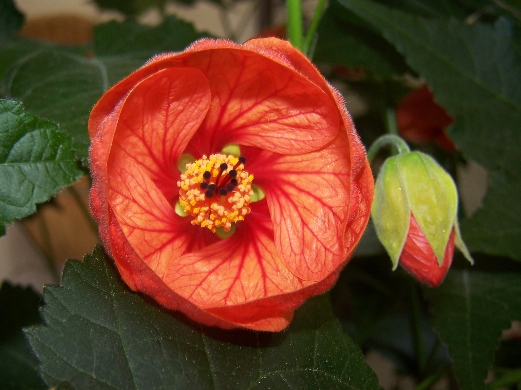 Abutilon / Sch?nmalve