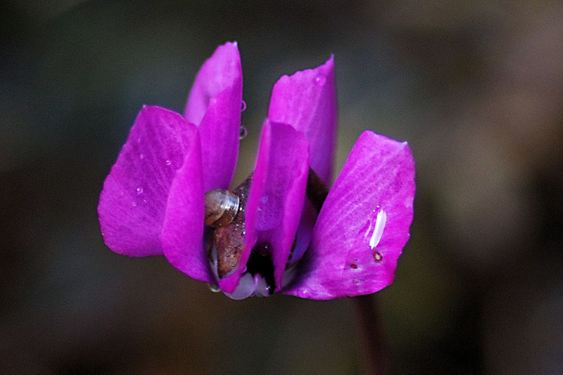 Alpenveilchen mit Mini-Schnecke