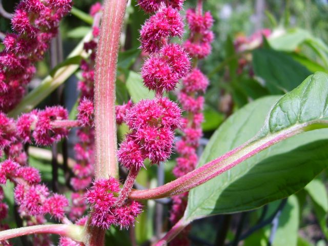 Amaranthus caudatus