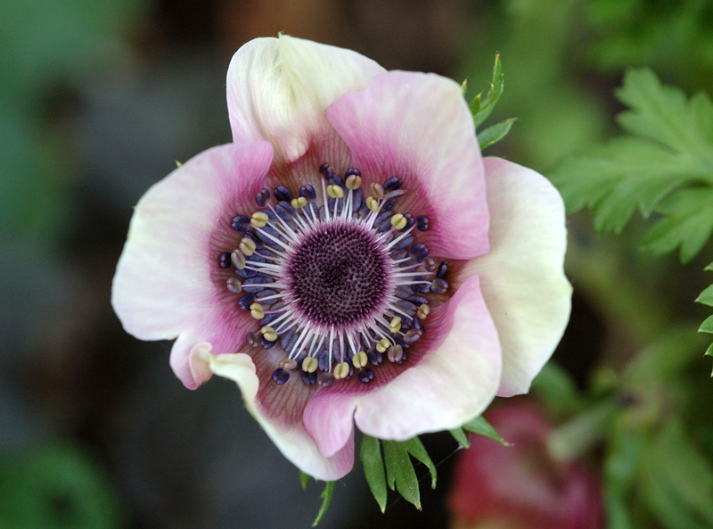 einfache Anemone