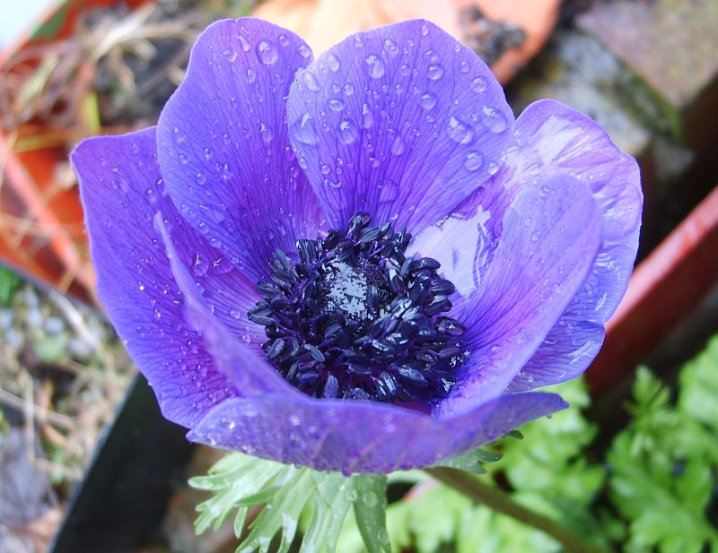 Kronenanemone (Anemone coronaria)