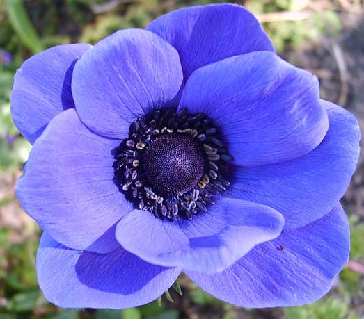 Kronenanemone