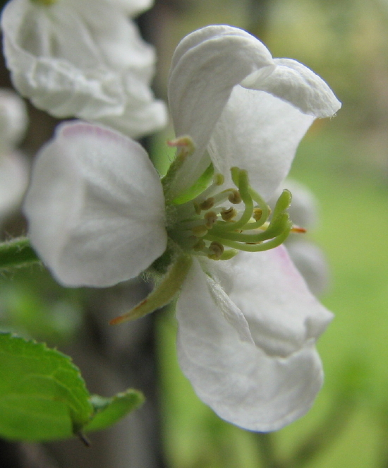 Apfelblüte