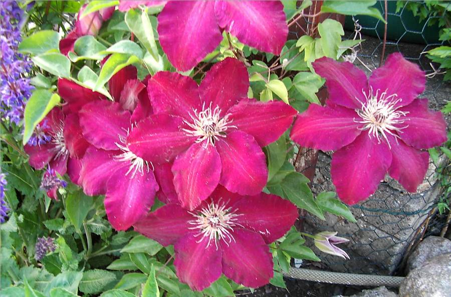 Clematis "Westerplatte"