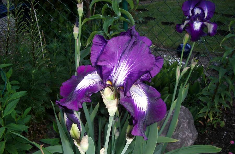 Iris Exotic Star