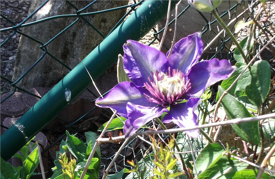 Clematis "Multi Blue"