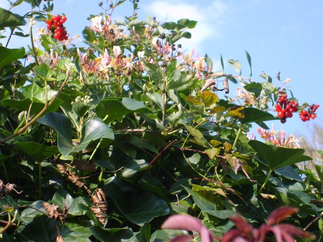 Blüten und Beeren