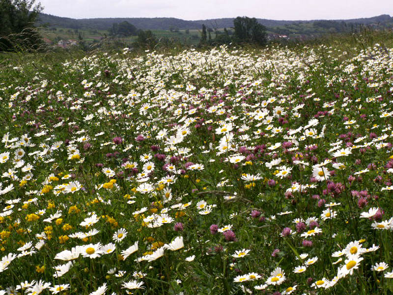 Blumenwiese