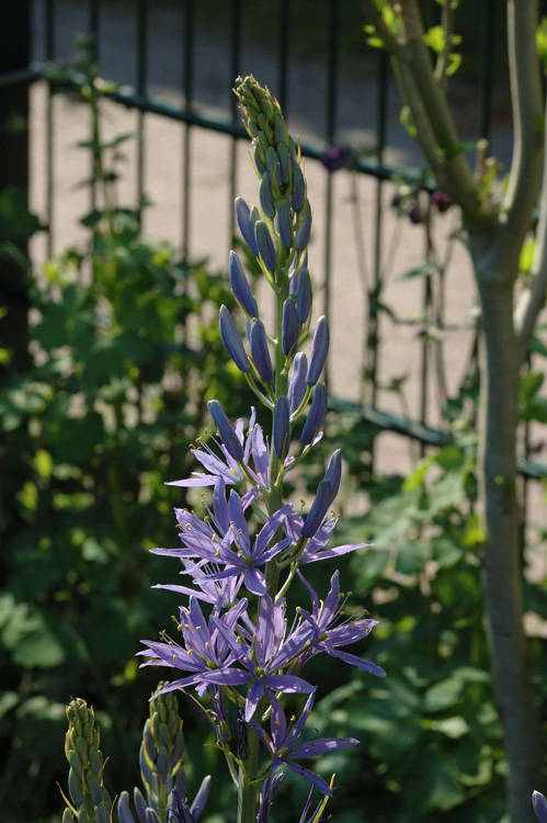 Die Camassia