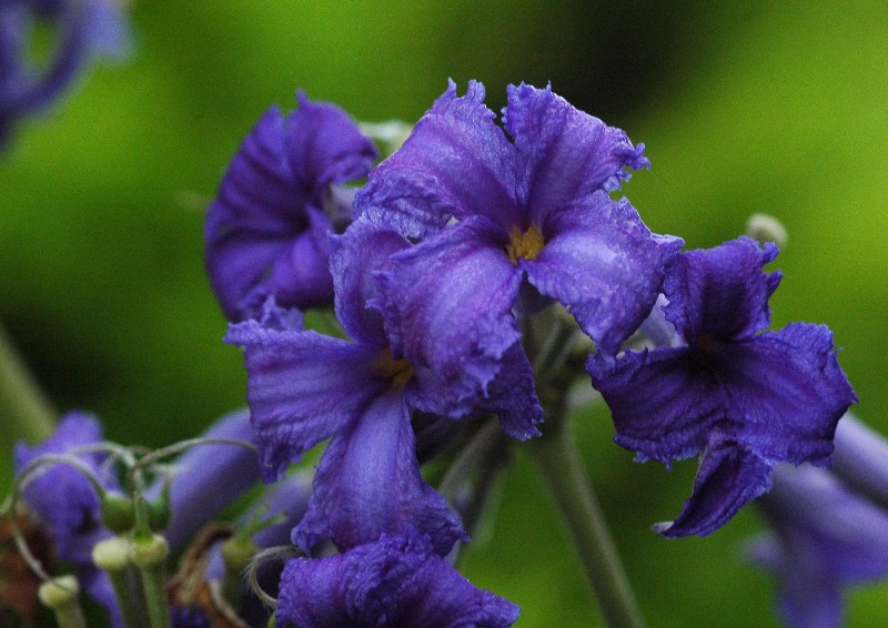 Clematis tubulosa Cassandra