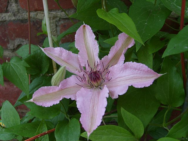 Clematis 'Hagley Hybrid' 1945