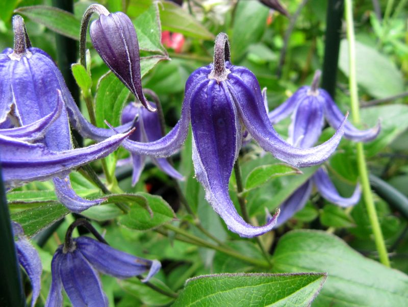 Eine blaue Staudenclematis ...