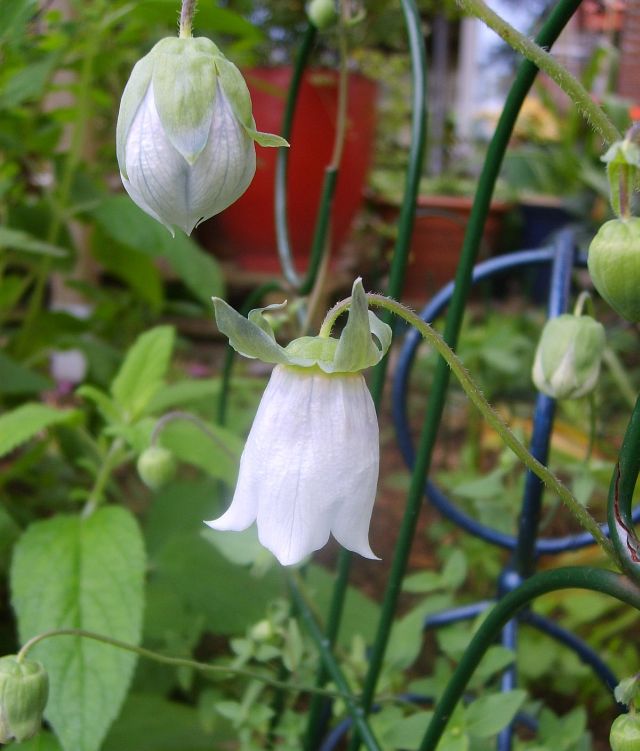 Codonopsis ovata