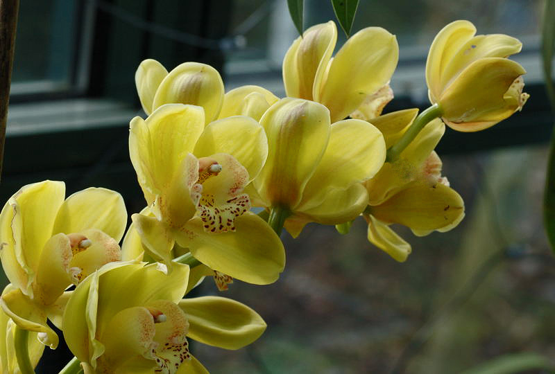 Die Cymbidium