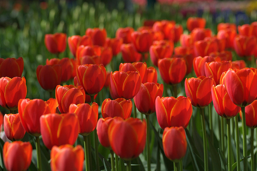 Tulpen Keukenhof