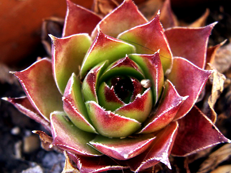 Dachwurz (Semperwiwum tektorum)