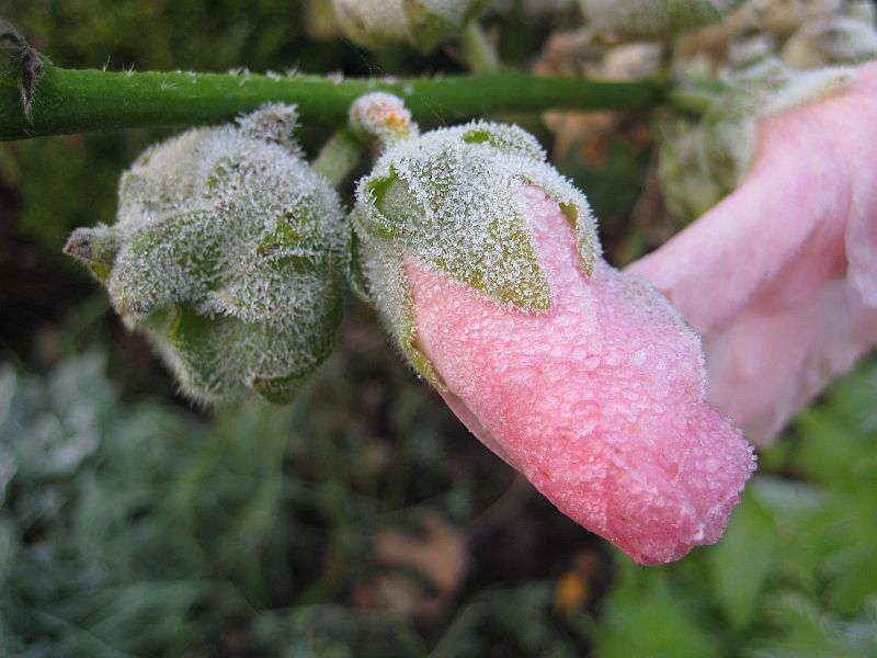 Die erste Frostnacht