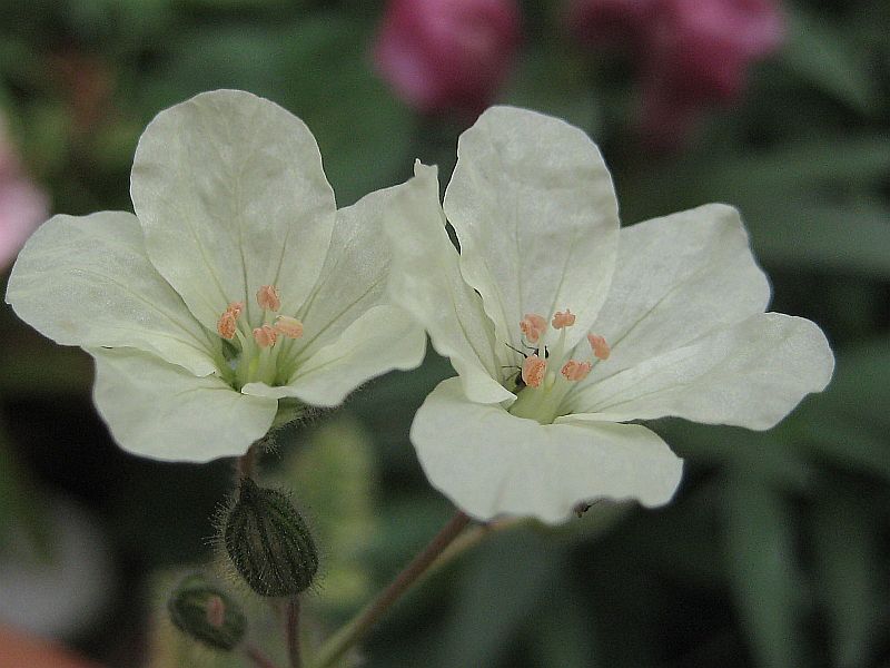 Erodium chrysanthum  ...