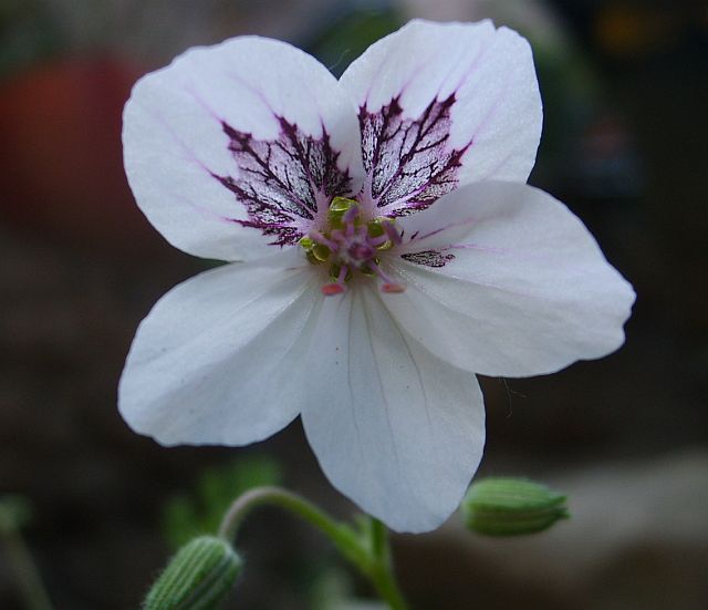 Erodium guttatum