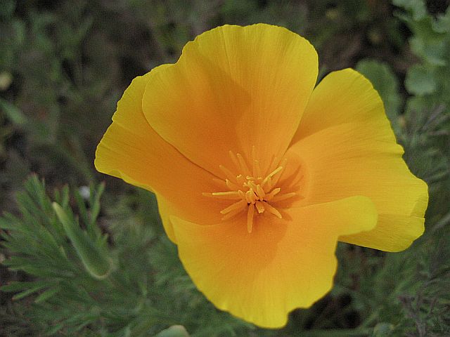 Goldmohn