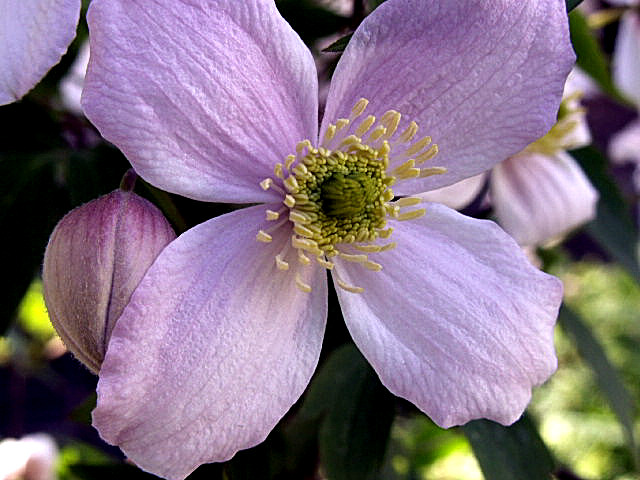 Clematis