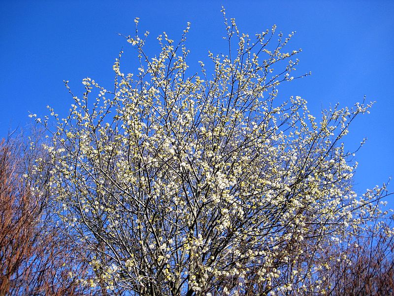 Zum Frühlingsanfang 2011