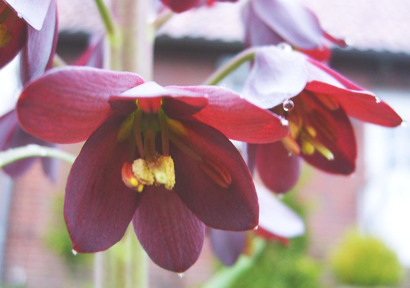 Persische Schachbrettblume mit Wassertropfen