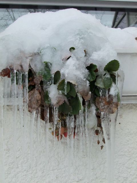 Erdbeeren im Dezember
