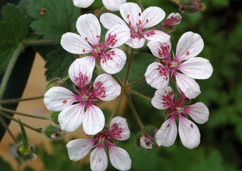 Geranium