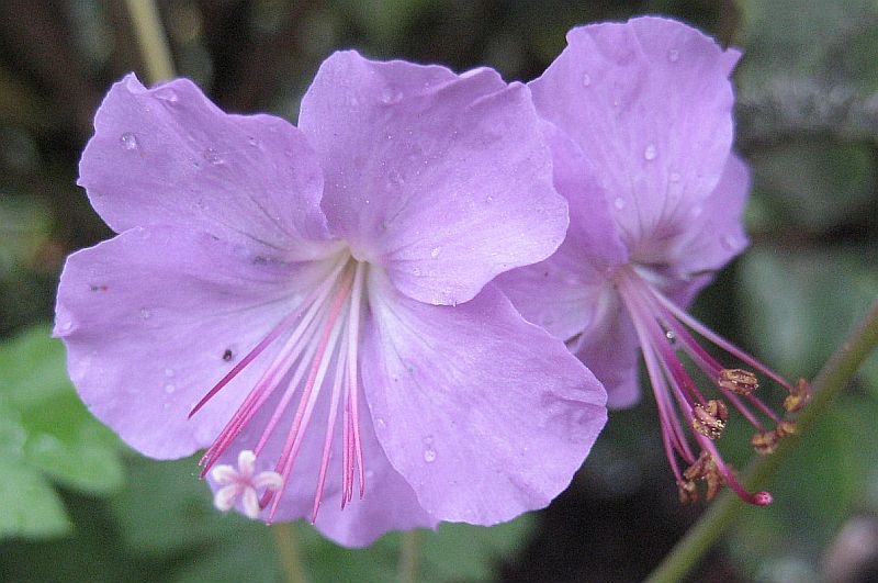 Geranium macrorrhizum