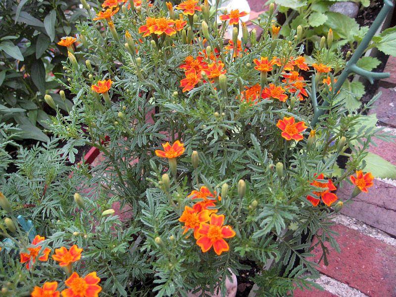 Gewürztagetes ...