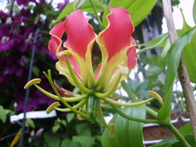 Gloriosa rothschildiana (Ruhmeskrone)