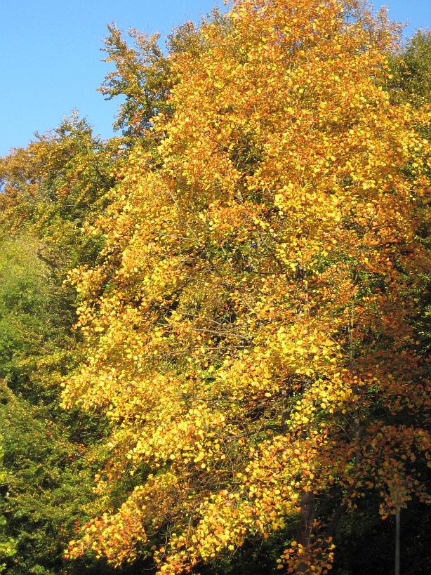 Goldener Oktober