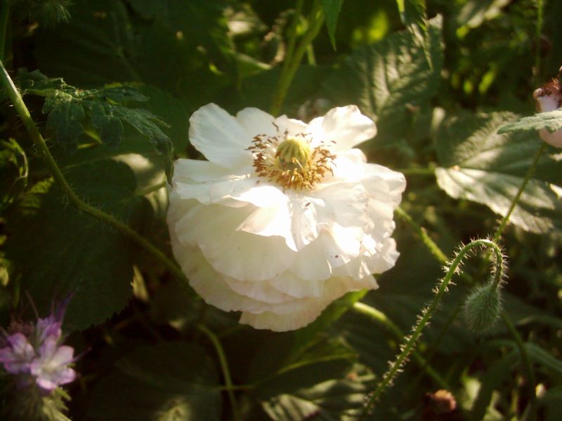 gefüllter weißer Mohn