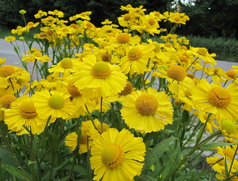 Viele kleine Sonnenblüten ...