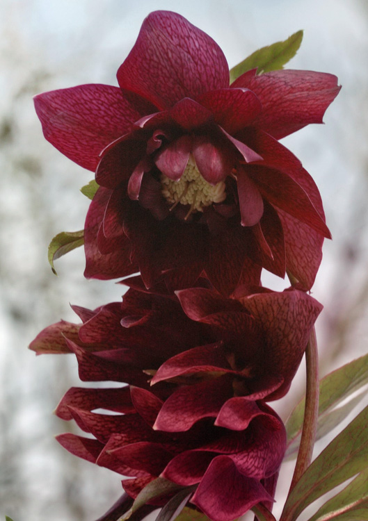 Helleborus orientalis