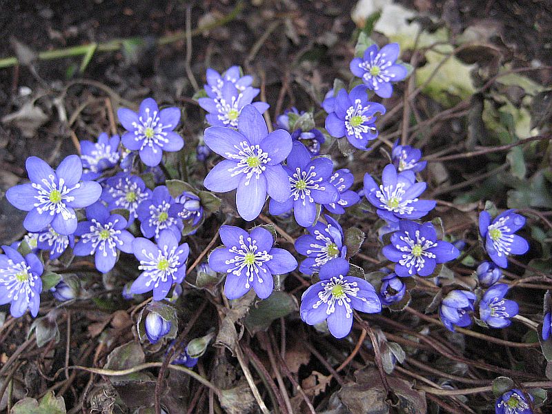 Hepatica nobilis,