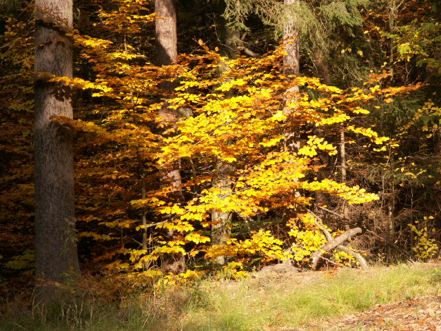 Sonntagspaziergang im Oktober.....