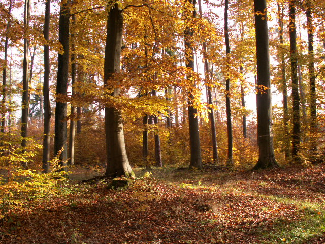 Sonntagsspaziergang im Oktober....