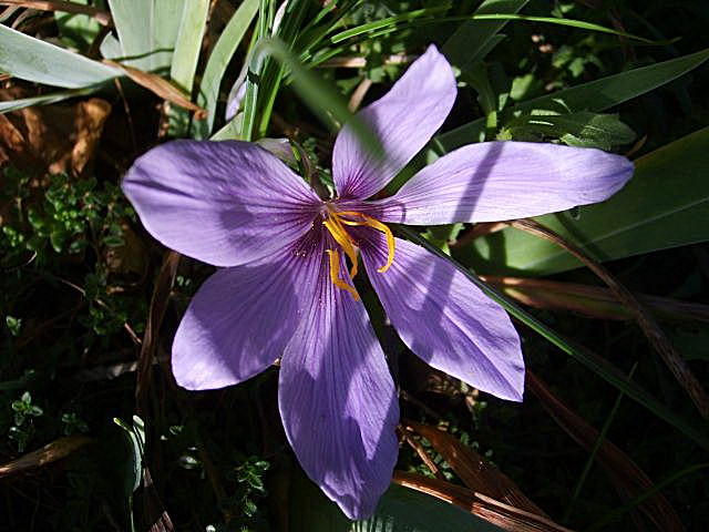 Herbstkrokus