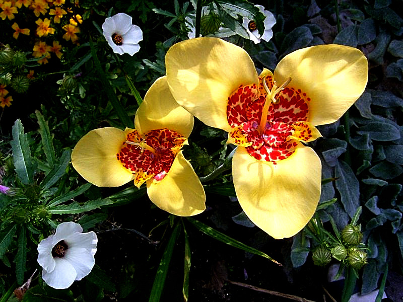 Hibiscus trionum und Tigridia pavonia