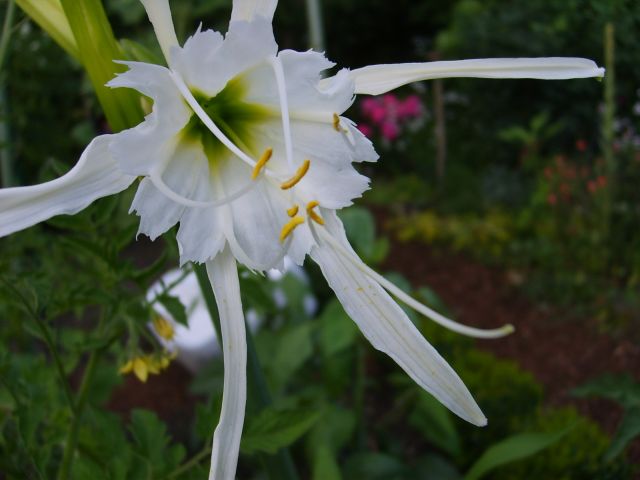 Hymenocallis festalis 'Sulphur Queen?