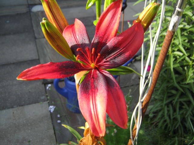 Lilie ( Lilium ) "Tango Starburst"