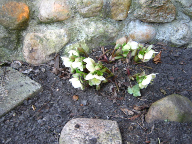 Weiße Lenzrose ( Helleborus )