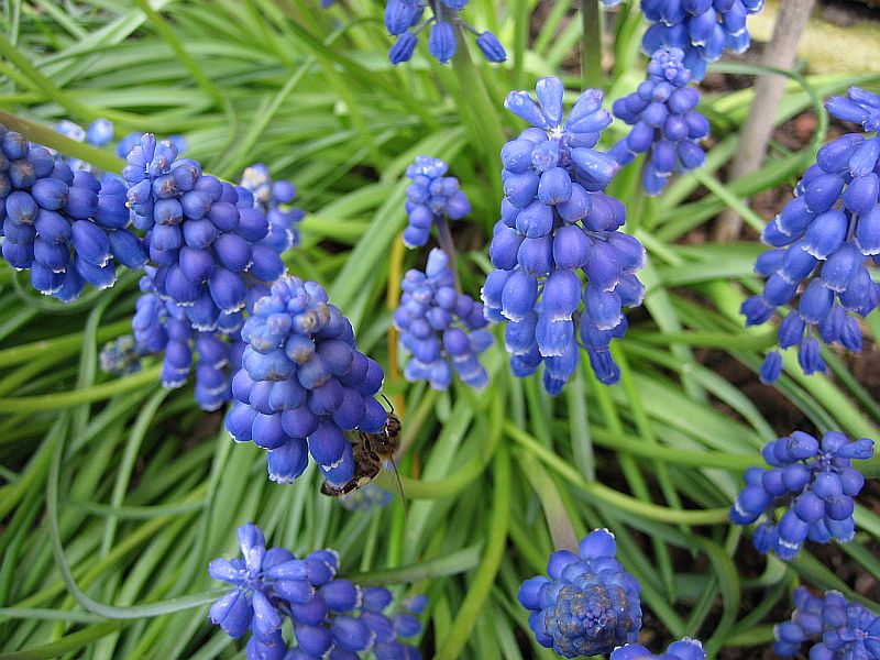 Muscari, Perlhyazinthen