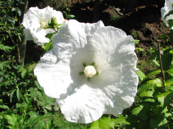 nochmal Hibiskusblüte